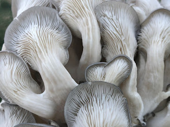 Rocky Mountain Fungi
