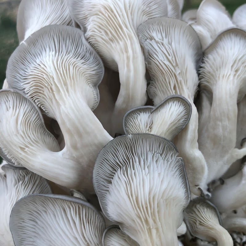 Rocky Mountain Fungi