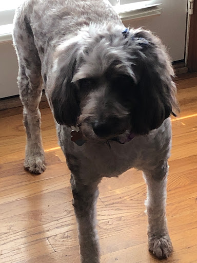 Pet Supply Store «EarthWise Pet Supply», reviews and photos, 7316 Yankee Rd, Liberty Township, OH 45044, USA