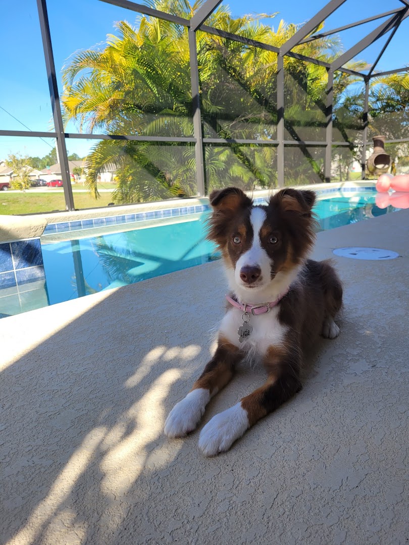 Pet Sitting of the Palm Beaches LLC