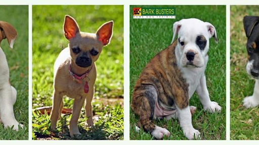 Bark Busters Fairfax, Burke, Springfield, Manassas, Haymarket, Centreville - Dog Training