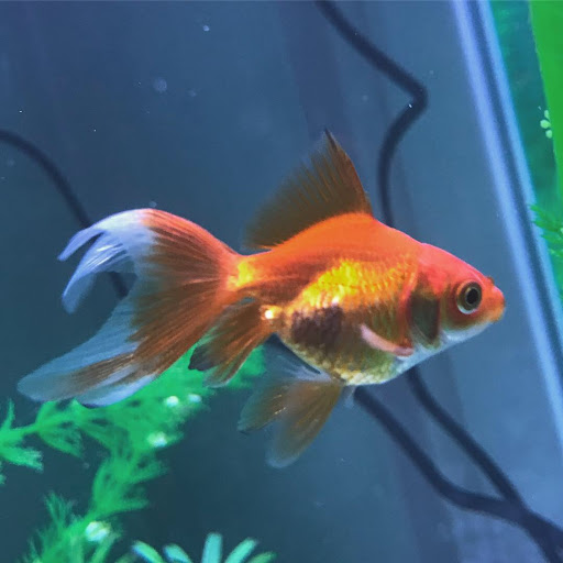 Pet Store «AquaVarium Pets And Supplies», reviews and photos, 95 W Bridge St, Catskill, NY 12414, USA