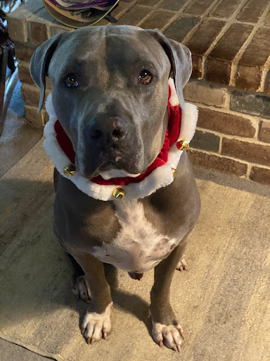 Kennel «Pet Galaxy», reviews and photos, 13060 US-281, Spring Branch, TX 78070, USA