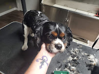 Jessie's Happy Tails - Photo 6 - Car repair in Bolingbrook, IL, Joliet