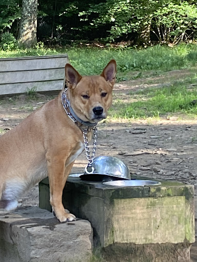 Pet Supply Store «The Natural Pet Outlet», reviews and photos, 3380 Fairfield Ave, Bridgeport, CT 06605, USA