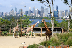 Taronga Zoo Sydney