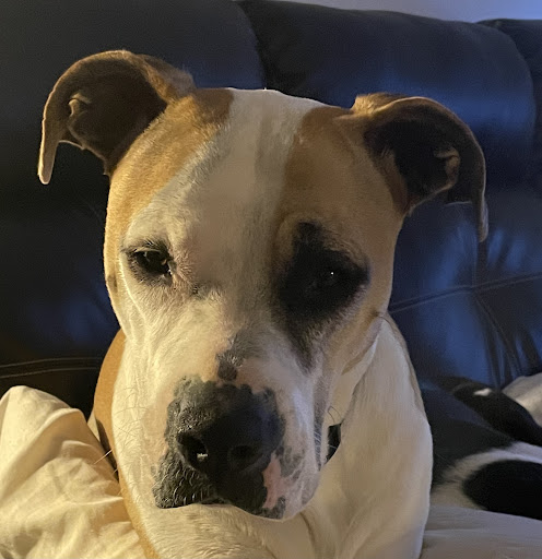 Coral Reef Animal Hospital image