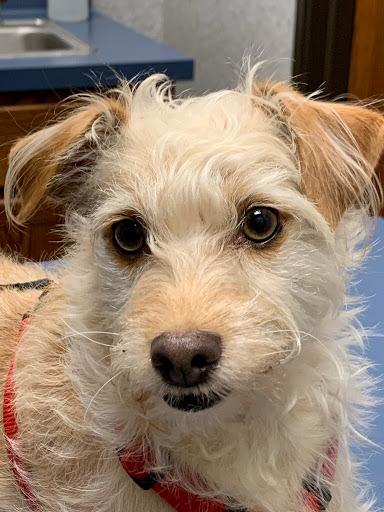 Pet Supply Store «PetSmart», reviews and photos, 19175 Lyndon B Johnson Fwy, Mesquite, TX 75150, USA