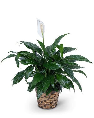 Florist «Flower Forrest», reviews and photos, 7101 San Pedro Ave, San Antonio, TX 78216, USA