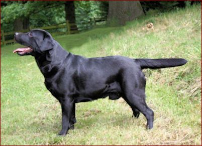 Jimjoy Labradors