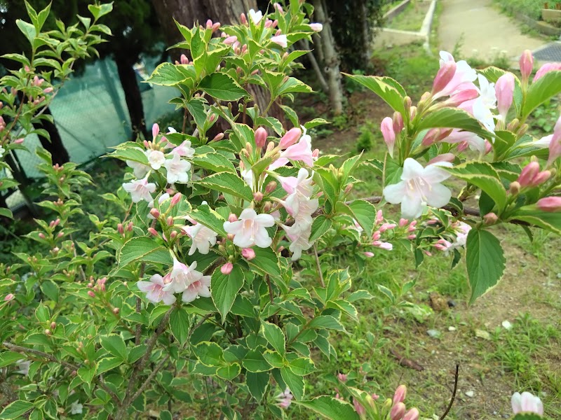 野畑庭球場内の公園