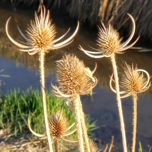 Park «Cherrywood Park», reviews and photos, 13807 Madison St, Thornton