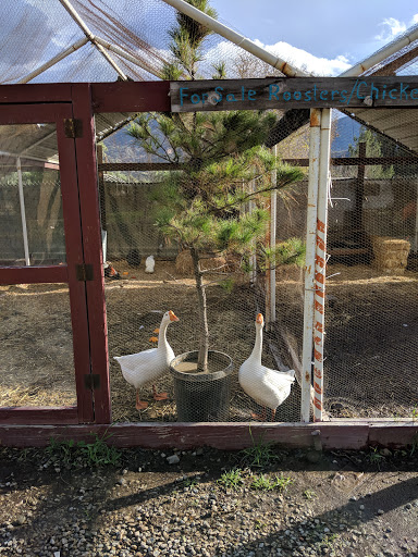 Florist «Loose Caboose LLC», reviews and photos, 18492 E Telegraph Rd, Santa Paula, CA 93060, USA