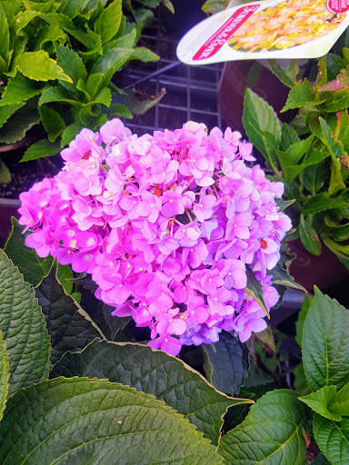 Home Improvement Store «The Home Depot», reviews and photos, 37 Ellisville Towne Centre Dr, Ellisville, MO 63011, USA