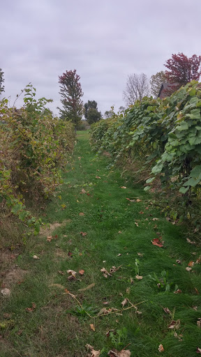 Winery «Blackhawk Winery», reviews and photos, 28153 W Ditch Rd, Sheridan, IN 46069, USA