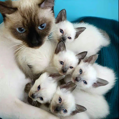 Veterinaire à Paris
