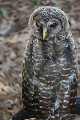 Zoo «Audubon Center for Birds of Prey», reviews and photos, 1101 Audubon Way, Maitland, FL 32751, USA