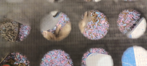 Pet Supply Store «Petco Animal Supplies», reviews and photos, 6842 S Redwood Rd, West Jordan, UT 84084, USA