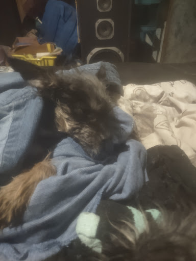 Rach Thomas L DVM image