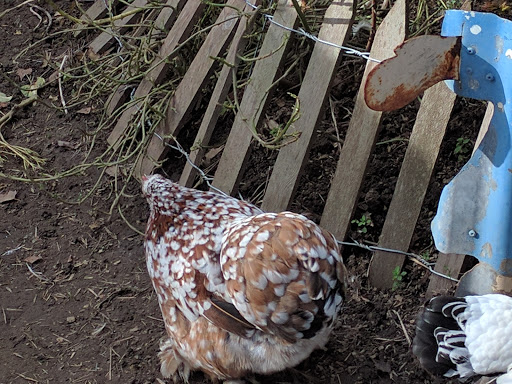 Gift Shop «Rose & Thorn», reviews and photos, 10050 Bodega Hwy, Sebastopol, CA 95472, USA