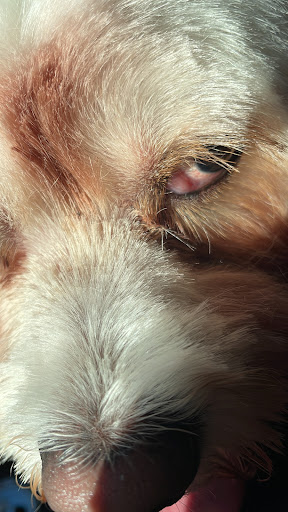 Pet Supply Store «PetSmart», reviews and photos, 316 NE 78th St, Vancouver, WA 98665, USA