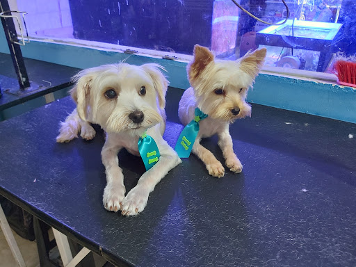 Recanto dos bichos em São Paulo - SP