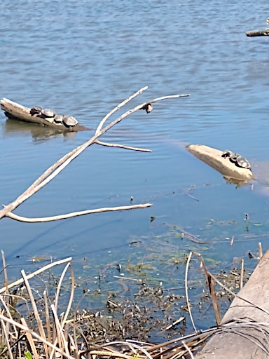 Nature Preserve «Tifft Nature Preserve», reviews and photos, 1200 Fuhrmann Boulevard, Buffalo, NY 14203, USA