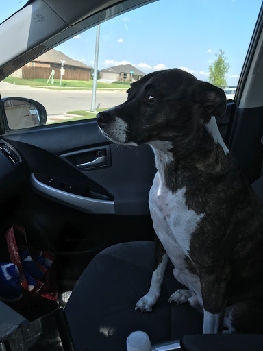 Auto Repair Shop «TLS AUTO SPECIALIST SERVICE & REPAIR», reviews and photos, 1108 Westpark Way, Euless, TX 76040, USA