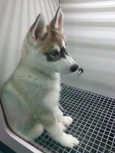 Petland Fairfax, 9404 Main Street, Fairfax, VA 22031, USA, 