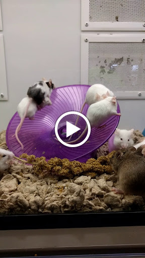 Pet Supply Store «Petco Animal Supplies», reviews and photos, 1401 E Spring Valley Rd, Richardson, TX 75081, USA