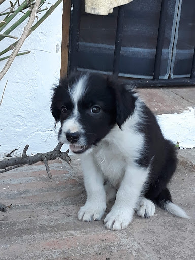 Clínica Veterinaria El Torcal en Villanueva de la Concepción