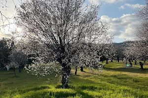 Миндальный парк Almond tree field image