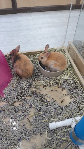 Pet Store «Petland», reviews and photos, 10289 Ulmerton Rd, Largo, FL 33771, USA