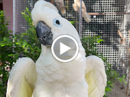BeeBirdNok