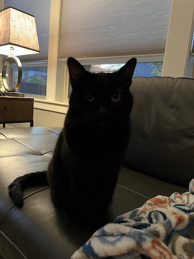 Pet Supply Store «Mud Bay», reviews and photos, 2100 SE 164th Ave, Vancouver, WA 98683, USA