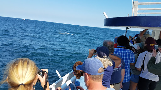Whale Watching Tour Agency «Cape Ann Whale Watch», reviews and photos, 415 Main St, Gloucester, MA 01930, USA