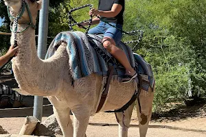 Camel Rides image