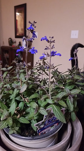 Hardware Store «Westlake Ace Hardware», reviews and photos, 2000 Matlock Rd, Mansfield, TX 76063, USA