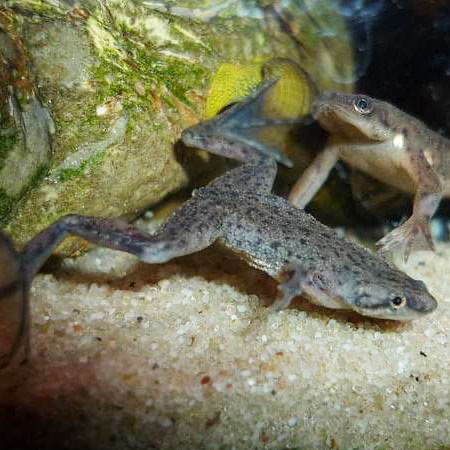 Tropical Fish Store «All Things Aquariums», reviews and photos, 30789 SW Boones Ferry Rd k, Wilsonville, OR 97070, USA