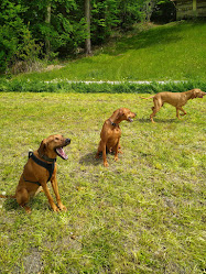 Mantrailing SwissMantrailing Ausbildungsstätte für Mantrailing & geruchsspezifischen Spürhunde