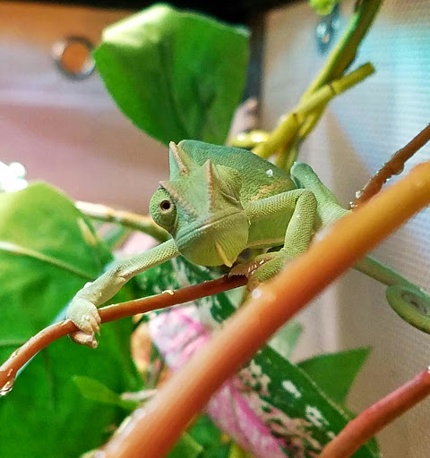 Tropical Fish Store «Pet Friendly Inc», reviews and photos, 845 Manitou Rd, Hilton, NY 14468, USA