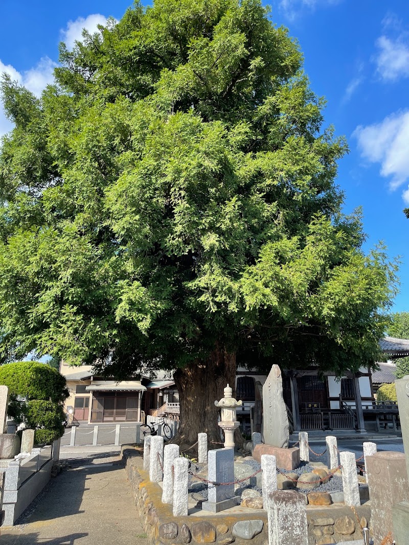 石田寺のカヤ