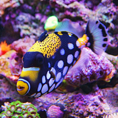 Pet Store «Creative Aquariums of Tampa», reviews and photos, 150 S Dale Mabry Hwy, Tampa, FL 33609, USA