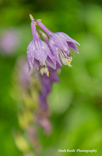 Vineyard «Three Sisters Vineyards & Winery», reviews and photos, 439 Vineyard Way, Dahlonega, GA 30533, USA