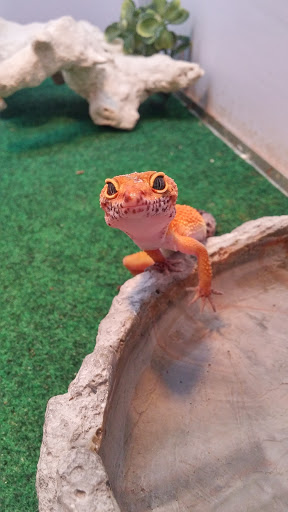 Pet Store «Animal City Pet Center», reviews and photos, 919 NW Broad St, Murfreesboro, TN 37129, USA