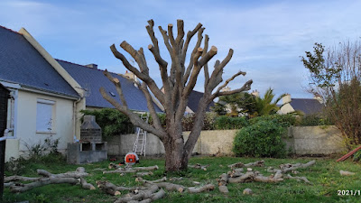 SOS élagage - Spécialiste de l'élagage et abattage de vos arbres à Ploubezre