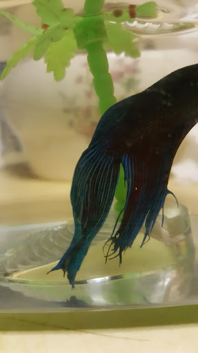 Pet Supply Store «Petland Discounts - Sutphin Blvd», reviews and photos, 147-17 Jamaica Ave, Jamaica, NY 11435, USA