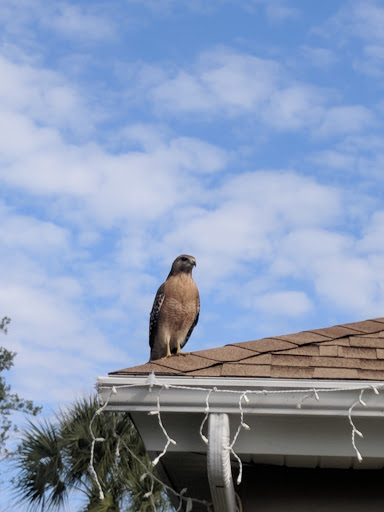 Golf Club «Scepter Golf Club reservations», reviews and photos, 1226 Newpoint Loop, Sun City Center, FL 33573, USA