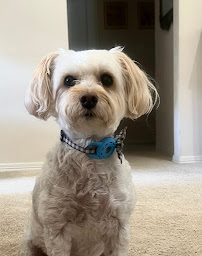 Top Paw Resort - Photo 2 - Car repair in Carrollton, TX, Carrollton