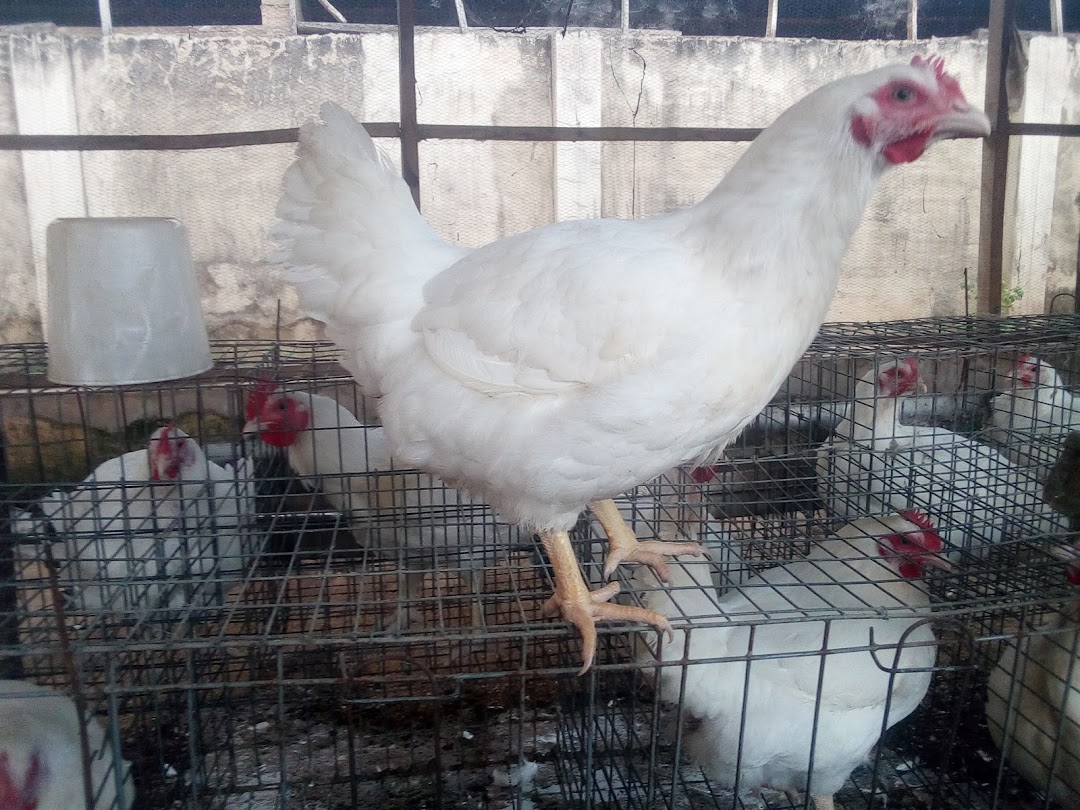 Petworld Agrofarm and Services